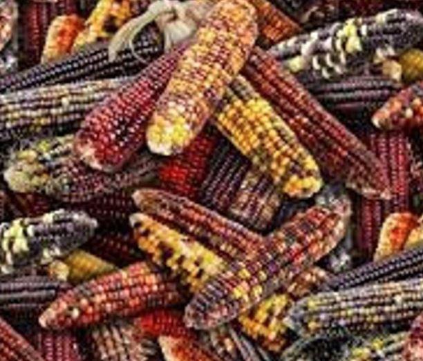 Harvest Time Indian Corn Packed  By Elizabeth'S Studio