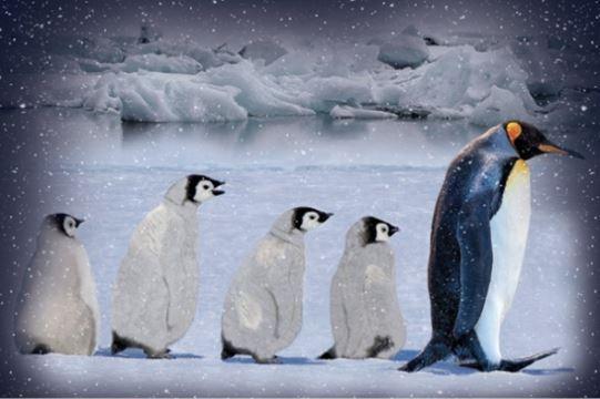 Call Of The Wild Penguin Artic Blue By Hoffman