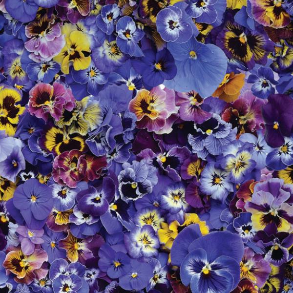 Hand Picked Pansies by Nicholas Lapp for Maywood