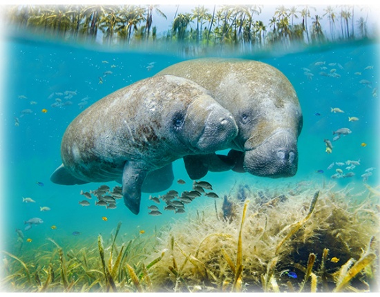 Call of the Wild Manatee Panel