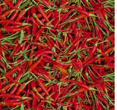 [WF-51900d-x] A La Carte Hot Peppers From Windham Fabrics