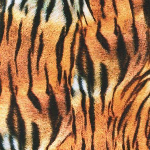 [KAF-19875-285] Animal Kingdom Tiger From Robert Kaufman